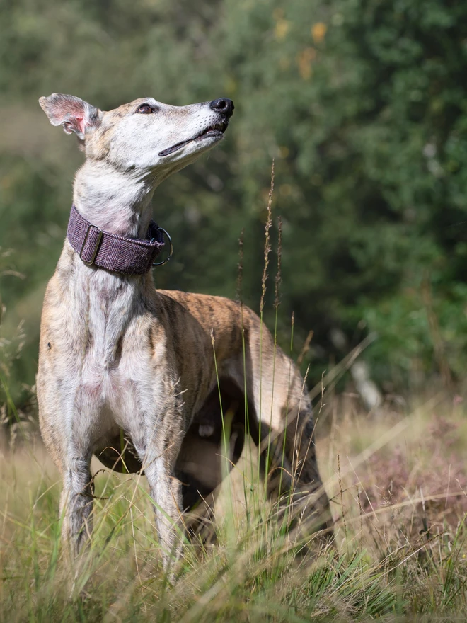 Blackberry Herringbone Tweed Martingale Collar