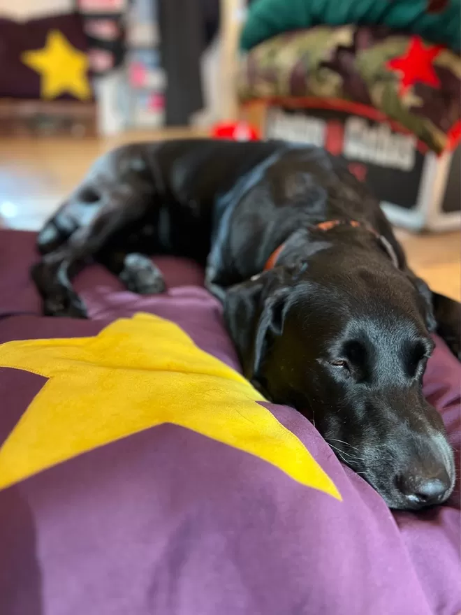 Velvet Dog bed in Plum with a golden star