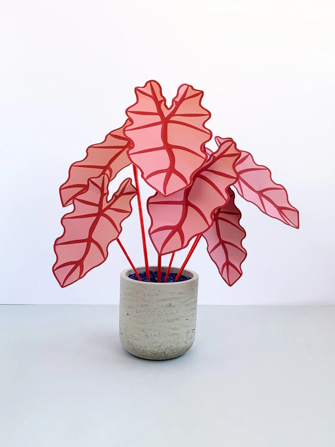 Pink paper plant by Brazen Botany