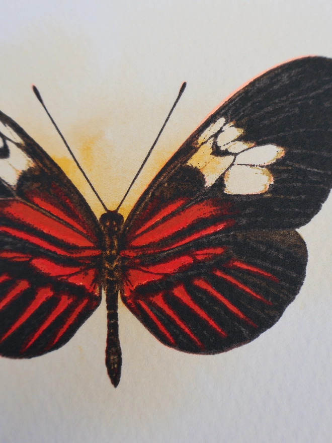 Limited edition screenprint artwork of a Postman Butterfly by London based artist Kath Leone