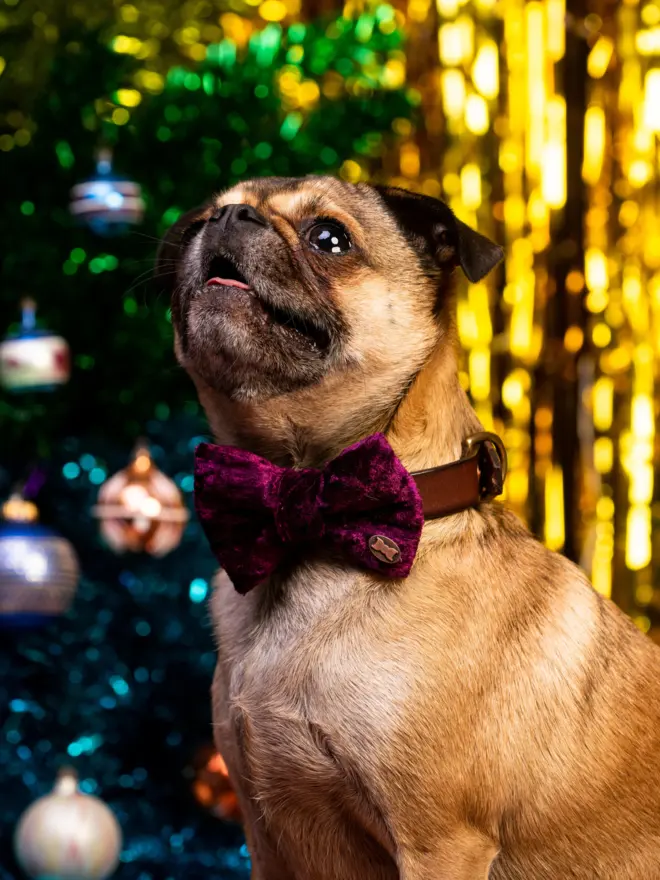 Doug wearing The Winning Wine Dog Bowtie by The Distinguished Dog Company