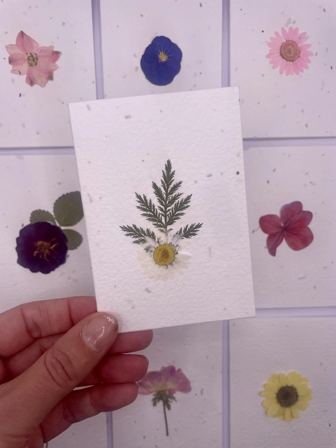 Real Pressed Flower Plantable Notecard, White Daisy