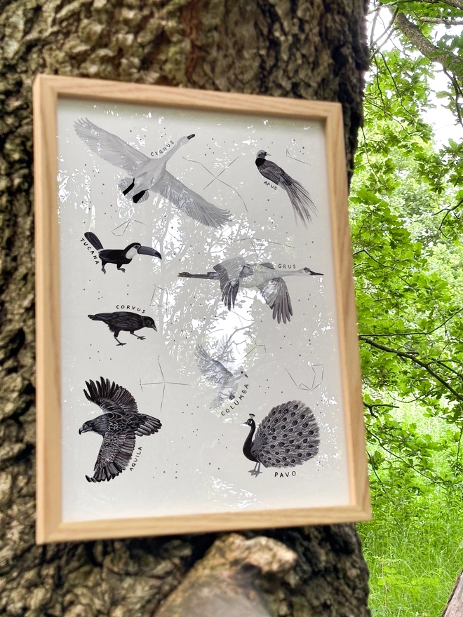 Greyscale illustrations of birds inspired by constellations