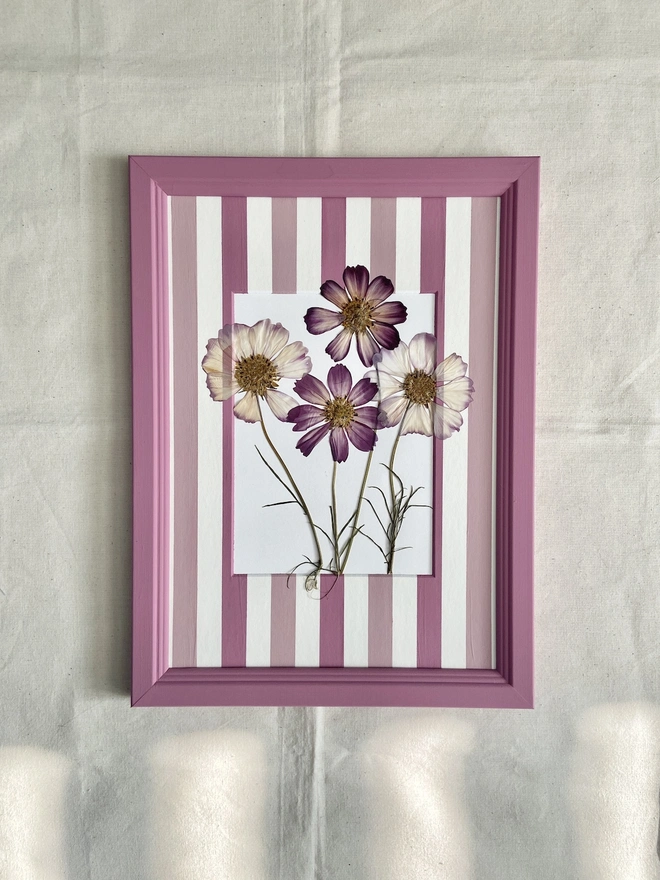 pressed pink cosmos flowers in painted stripe mount and painted frame