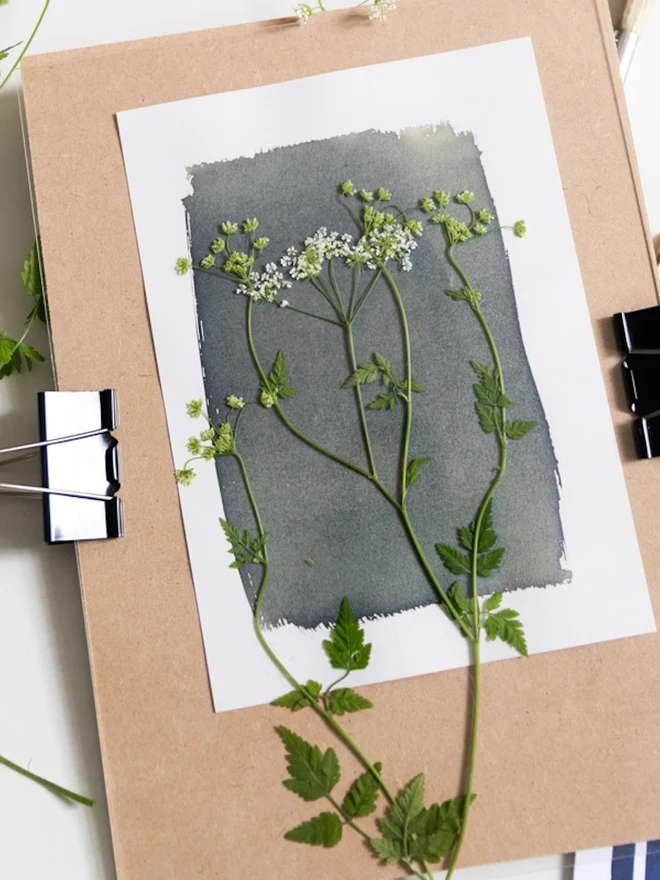 A6 Cyanotype Paper To Create Beautiful Prints With Sunlight