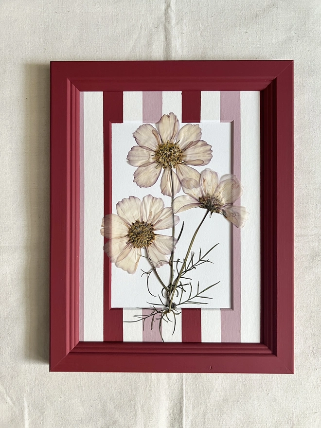 pressed cosmos flowers in hand panted stripe mount and painted red frame 