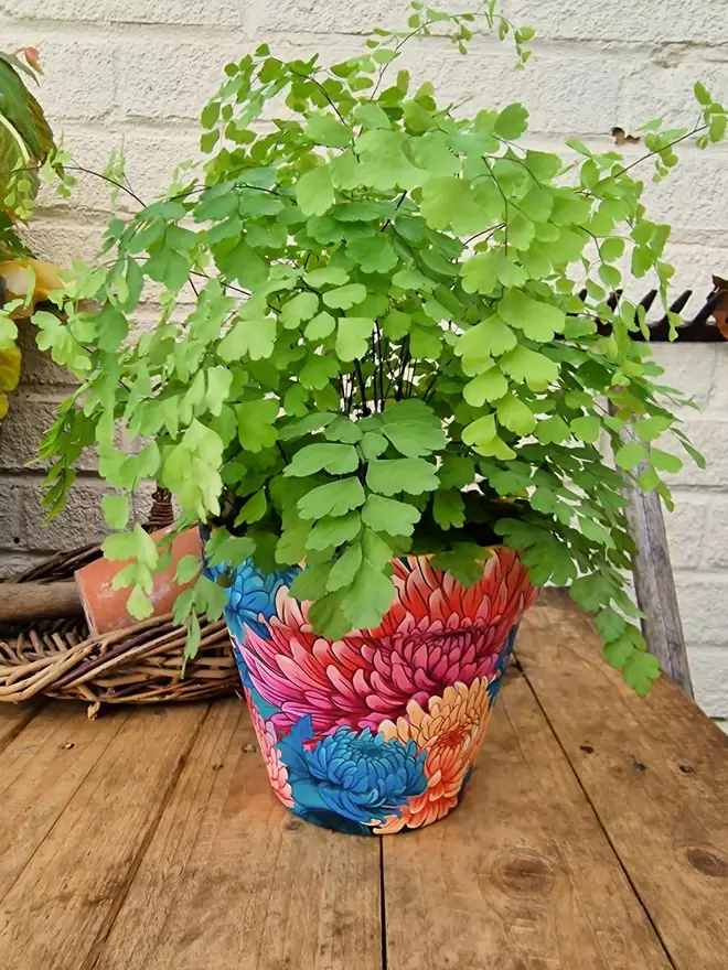 Chrysanthemum Plant Pot on a wooden bench