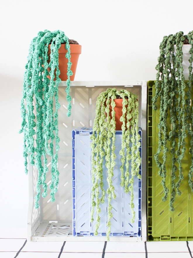 Large string of pearls plants in forest green and teal. Medium string of pearls plant in lime