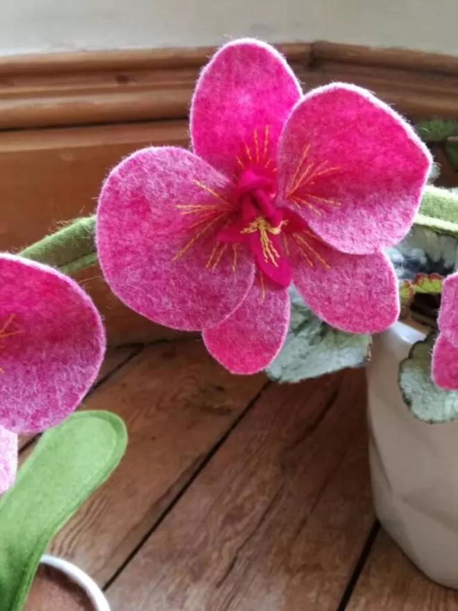 Pink felt orchid