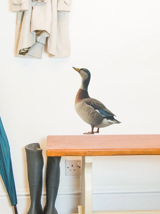 charming duck wall sticker on  a white wall