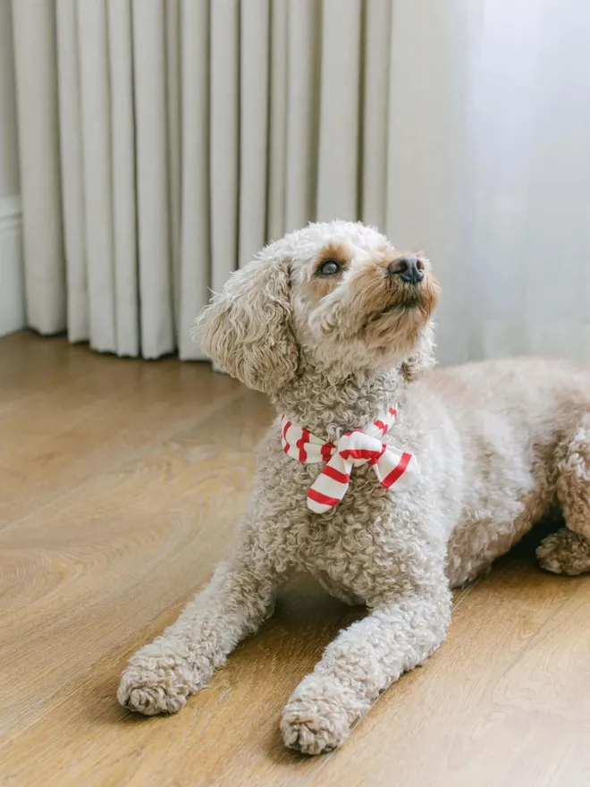 Handmade Organic Breton Dog Necktie