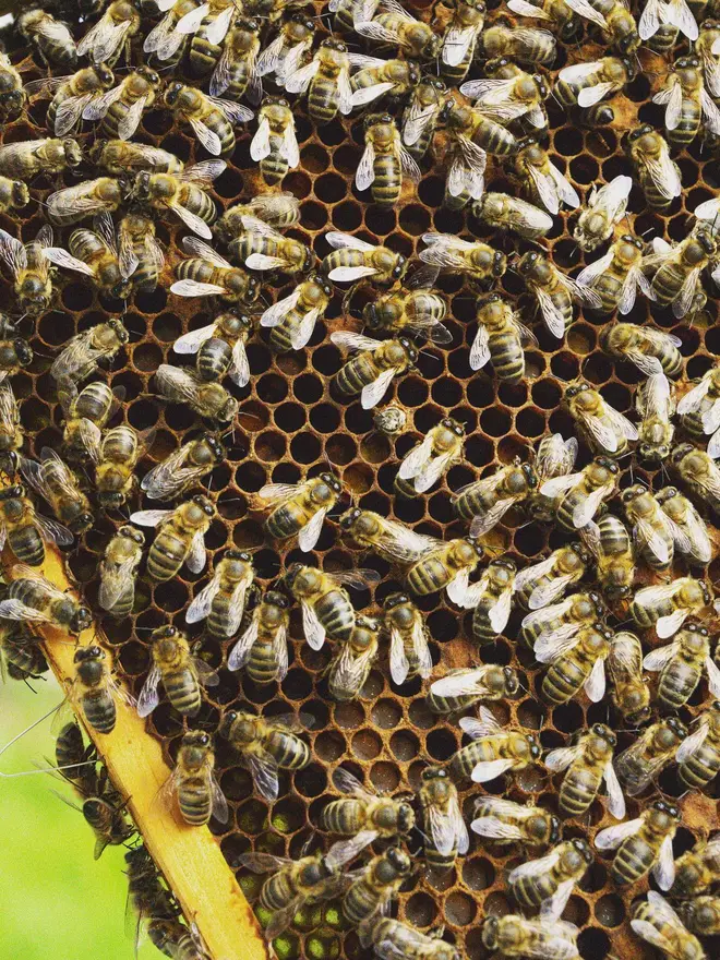british honey bees