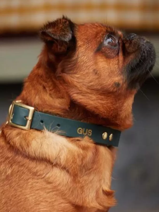 Personalised dog collar