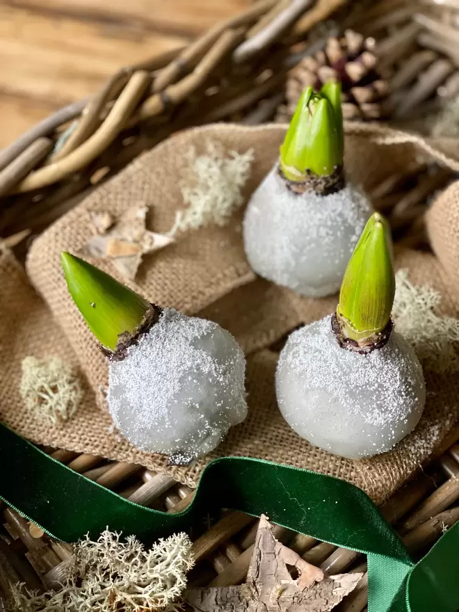 Three Hyacinth bulbs dipped in white wax, gives a frosted snow effect, sat on brown hessian cloth, with dried moss and bark stars as decoration. A green velvet ribbon lays alongside.