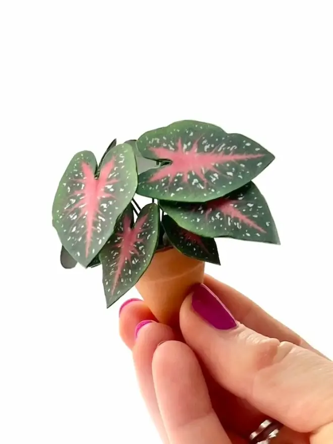 Finished Caladium Red Flash Paper Plant