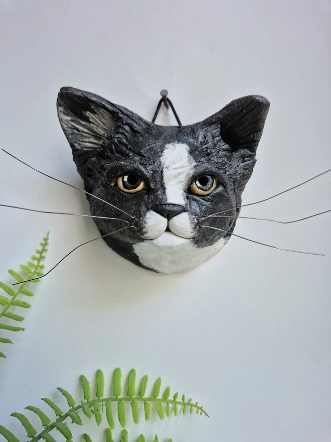 Black and White cat yellow eyes 