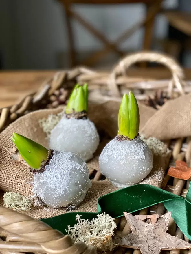 Three Hyacinth bulbs dipped in white wax, gives a frosted snow effect, sat on brown hessian cloth, with dried moss and bark stars as decoration. A green velvet ribbon lays alongside.