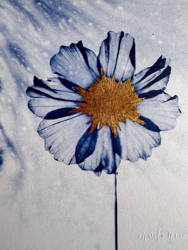 Blue and white Cosmos flower Botanical X-ray print from an original Cyanotype 