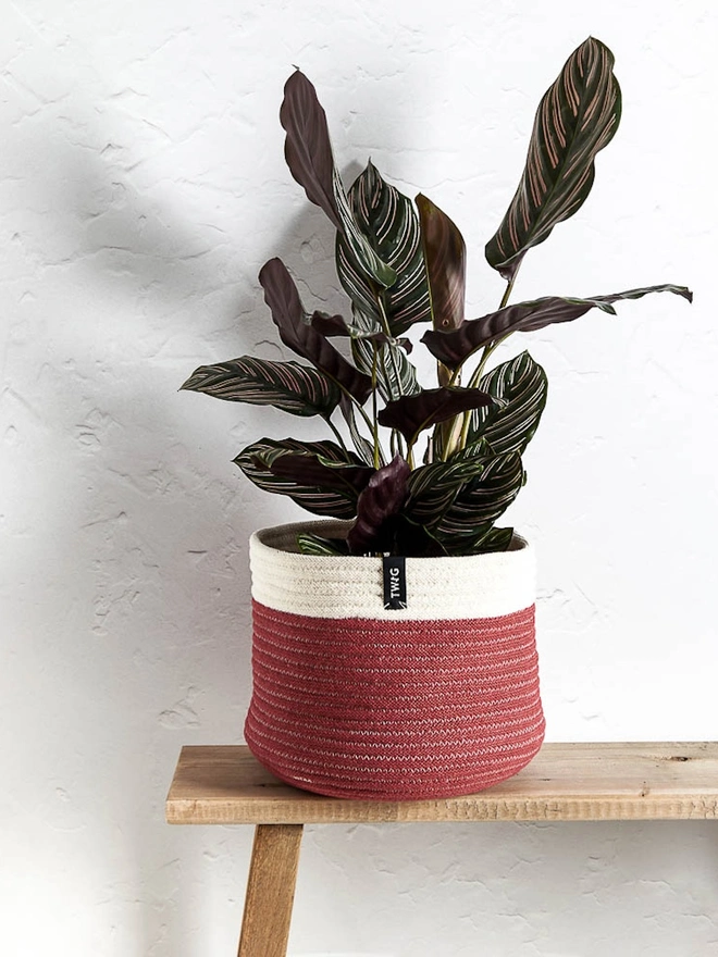 Large Natural Cotton Plant Pot