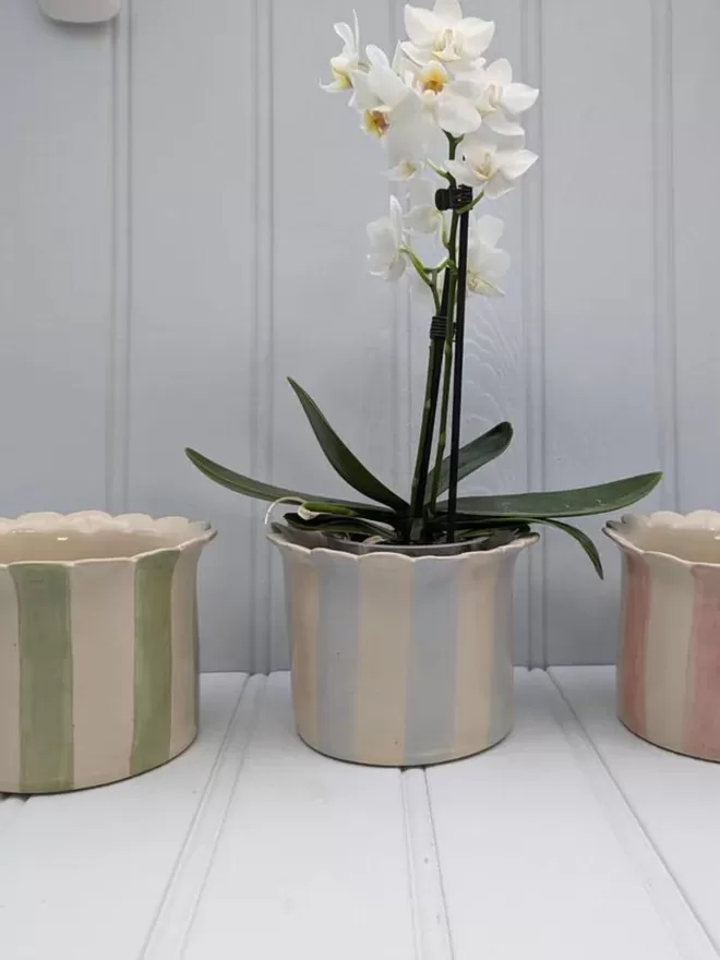 Orchid Planter - Small