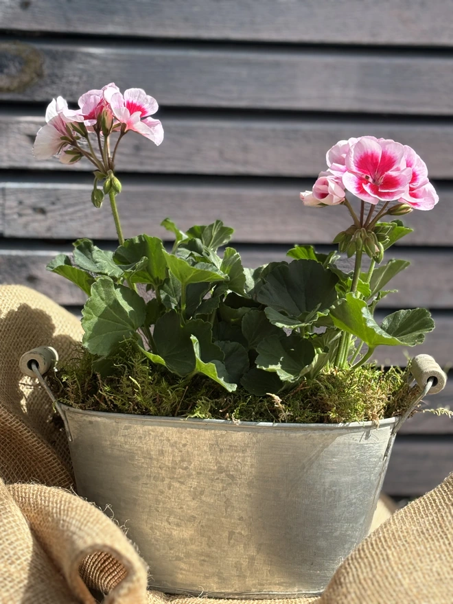 Two tone tender geranium in small zinc planter with wooden handles.
