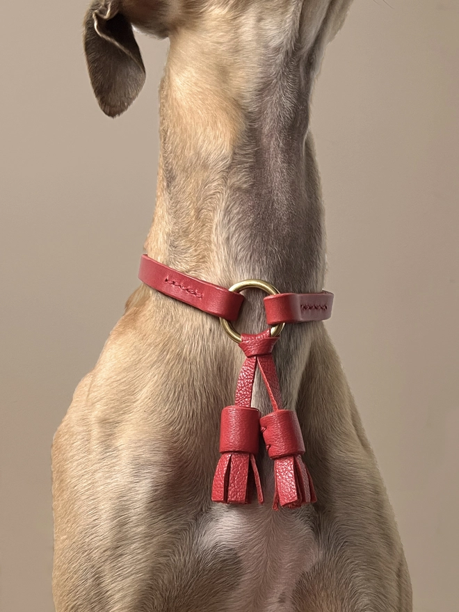 close up of whippet weraing a red leather house collar with tassels