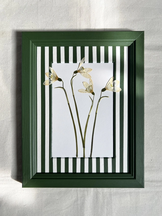 pressed snowdrop flowers in painted dark green wooden frame