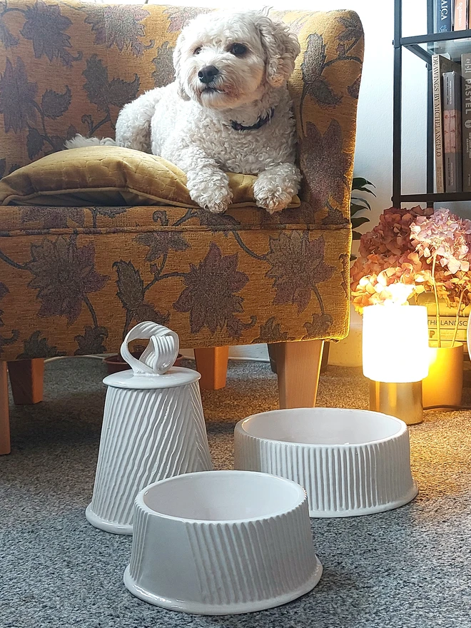 medium dog bowl