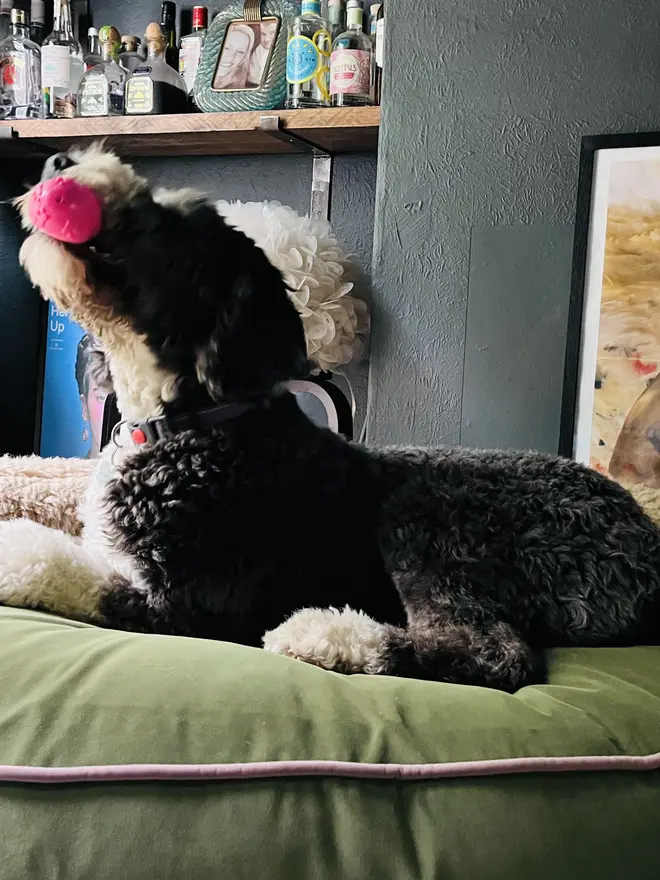 Deluxe Wool Dog Bed