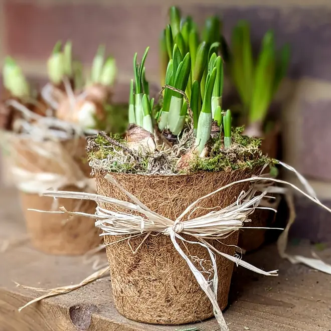 Stand alone image of a spring bulb in a moss coir pot on a garden ledge