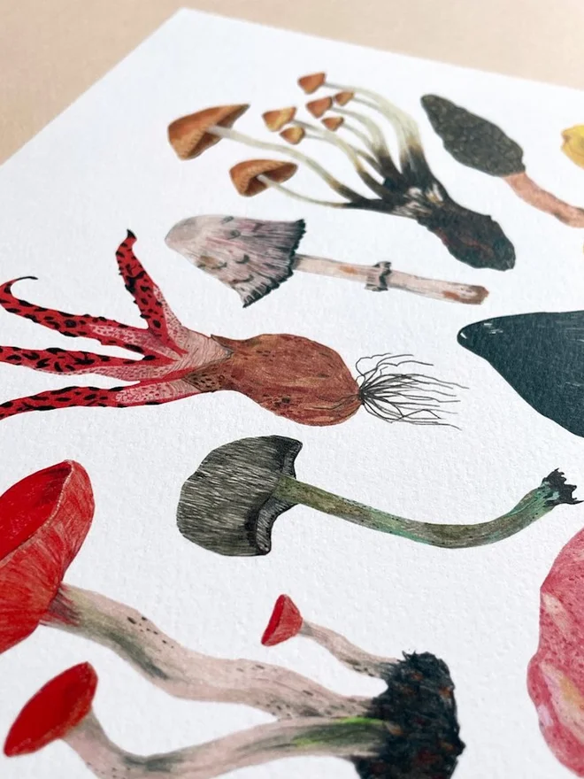Mushrooms and Toadstools Print