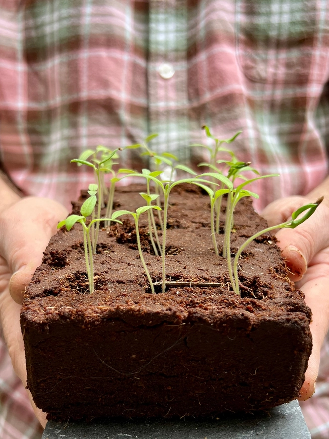 A germinated Growbar with little seedlings emerging from the coir bar. 