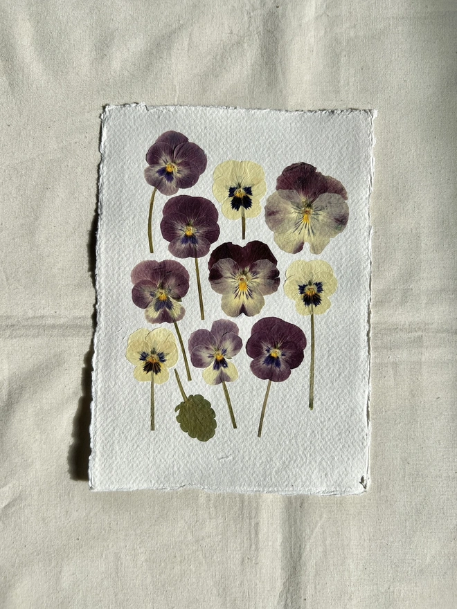 Pressed pansy flowers on handmade paper