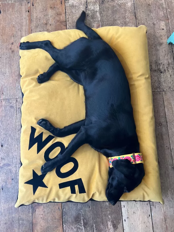 Black Labrador on Large Mustard Velvet Dog Bed