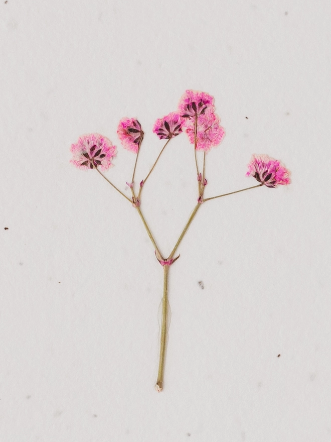 Pressed Flower Notecard, Pink Gypsophila