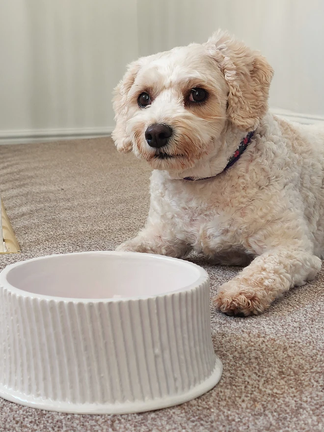 ceramic dog bowl