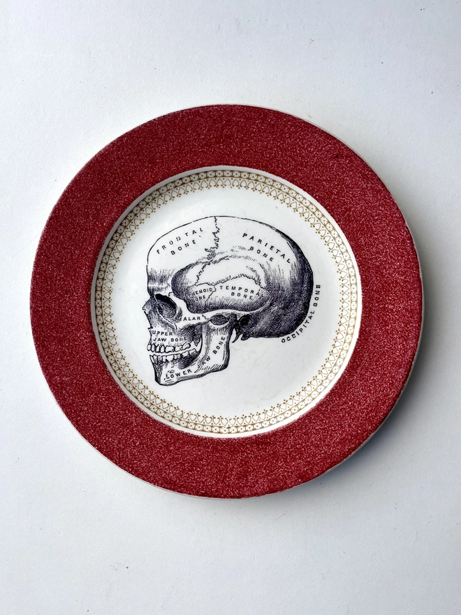 an ornate vintage china plate a pretty border and in teh centre is a vintage victorian illustration of an anatomical skull