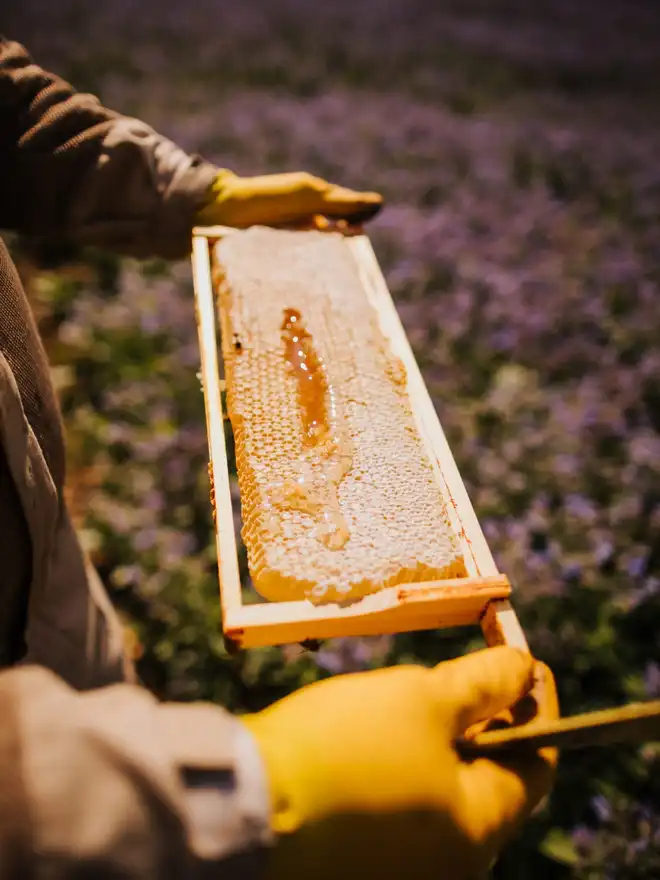 Borage Honey
