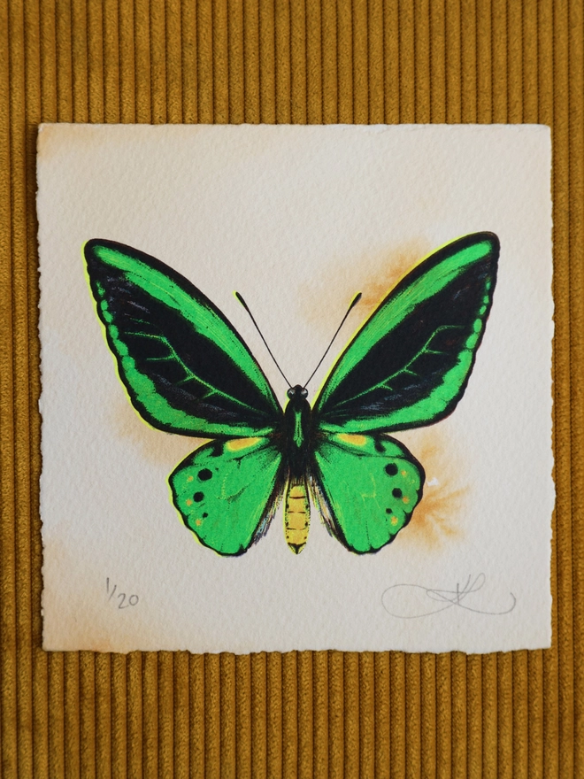 Limited Edition screenprint artwork of a Green Birdwing Butterfly by artist Kath Leone London
