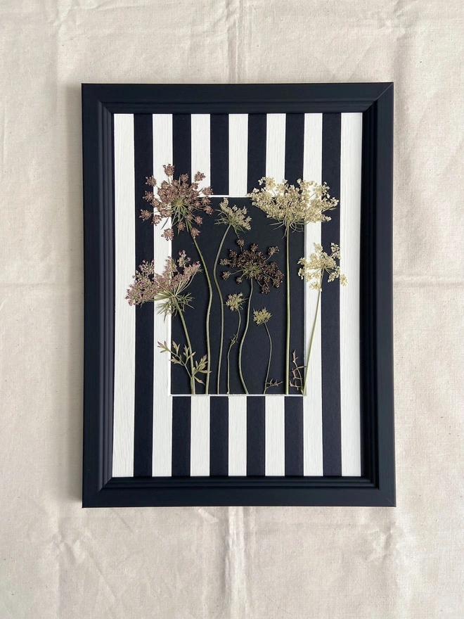 Pressed cow parsley flowers in black frame