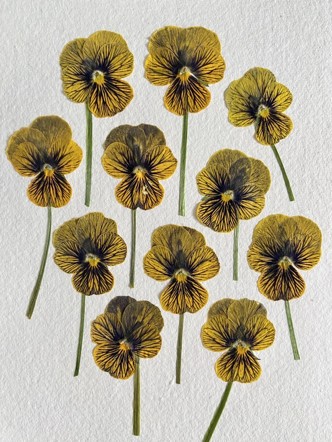 close up of yellow stripe pansy pressed flowers