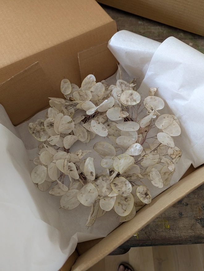 lunaria wreath in gift box