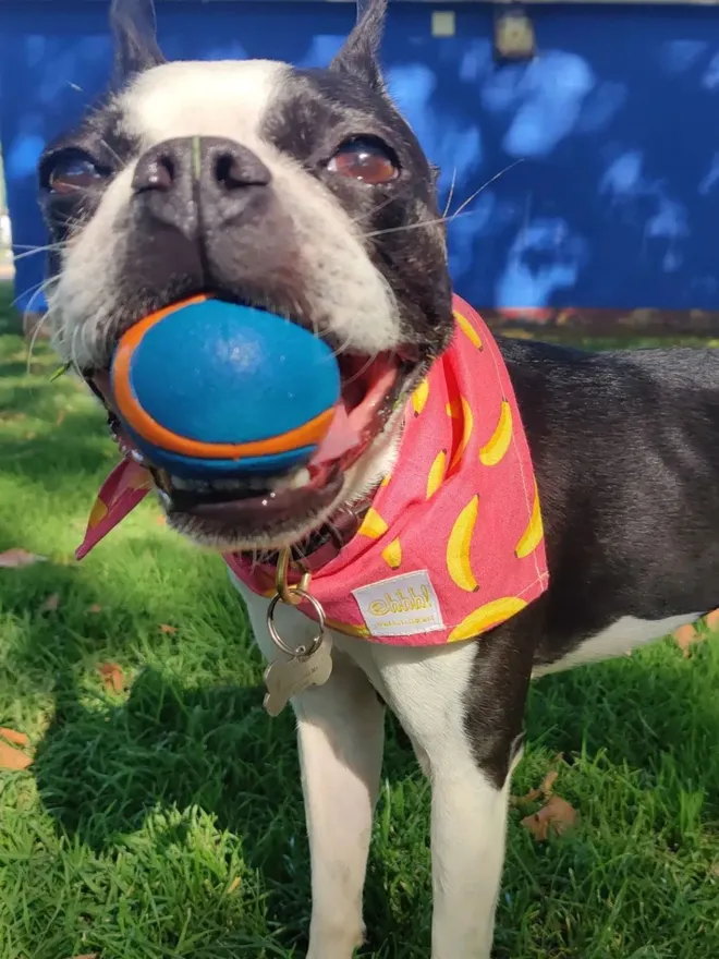 Pop Banana Cotton Dog Bandana 