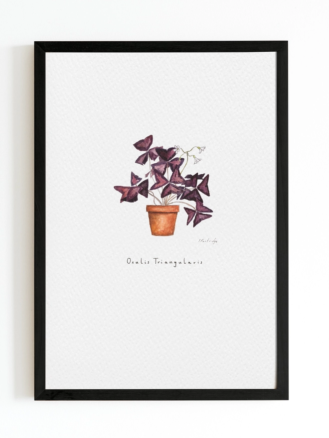 Art print with purple oxalis plant in terracotta pot, beautifully painted in watercolour on white background with black frame around