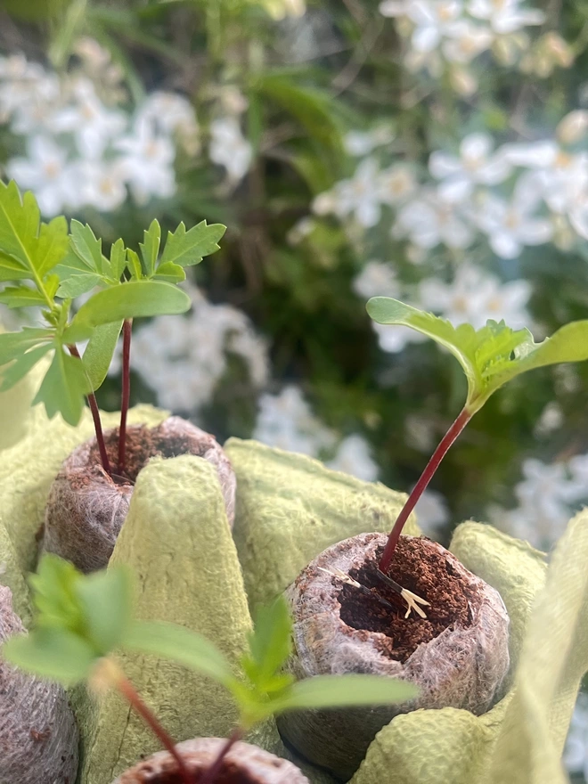 Image of Flower growing from the seeds within the Egg Box