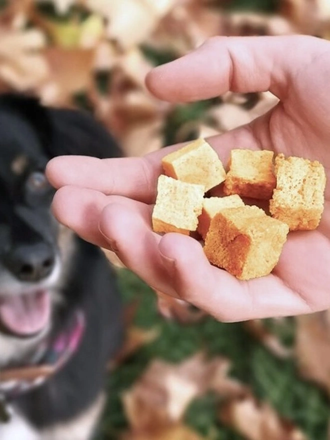 Lil' Scamp's Fish bites 