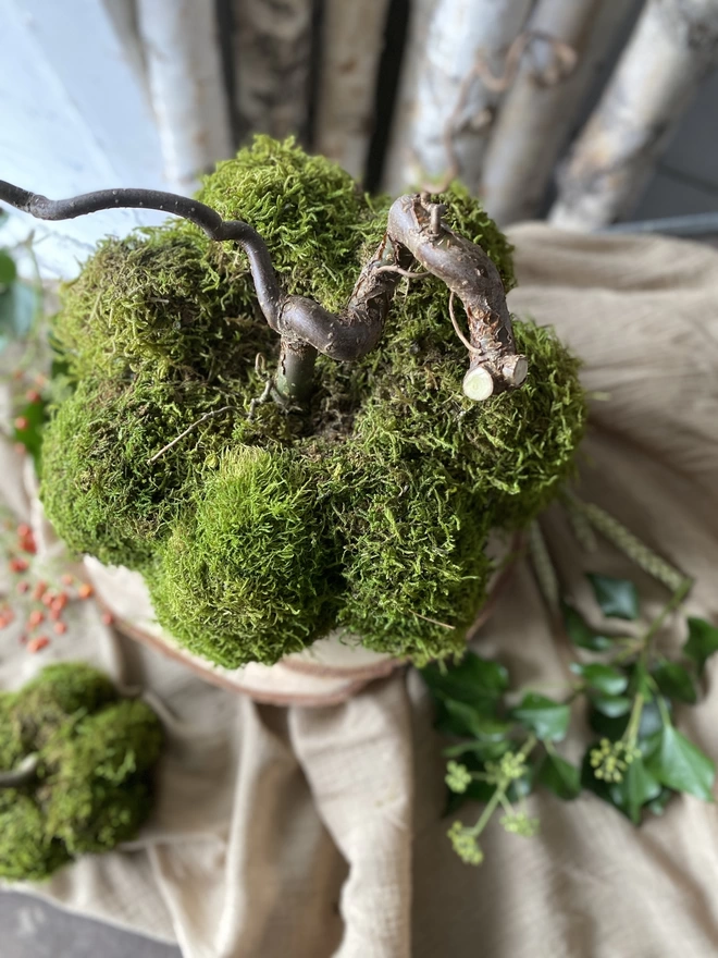 A top-down shot of two Hand Formed Dried Moss Pumpkin with Corylus Stalks, atop soft ruffled cloth