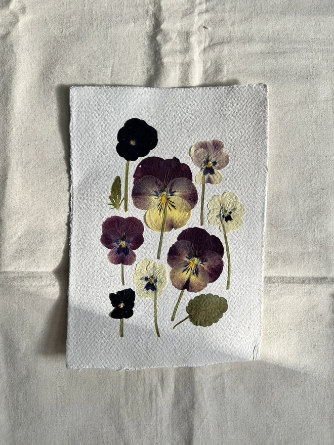 Pressed pansy flowers artwork on handmade paper