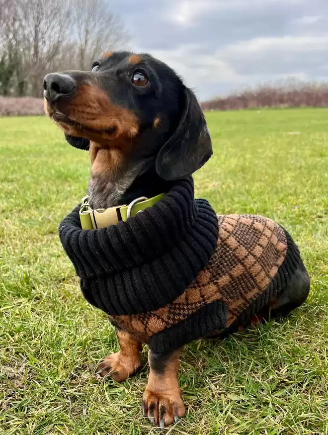 black and brown dog jumper 