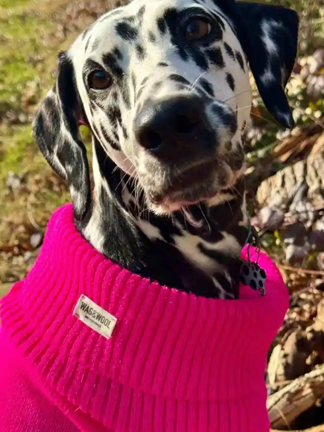 Extra large pink dog jumper on a dalmatian 